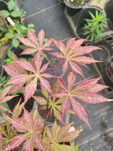 Acer palmatum 'Emerald Isle' Green Japanese Maple - Maple Ridge Nursery